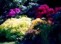 Rhododendrongarten_neu_7x3